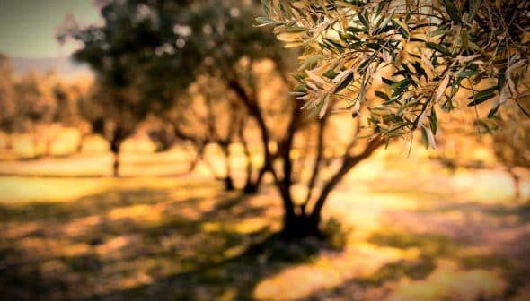 Close-up of olive tree leaves with a blurred background of an olive grove. - Olive Oil Times