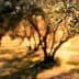 Close-up of olive tree leaves with a blurred background of an olive grove. - Olive Oil Times