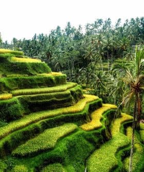 Lush green terraced rice fields with palm trees in Bali, Indonesia. - Olive Oil Times