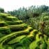 Lush green terraced rice fields with palm trees in Bali, Indonesia. - Olive Oil Times