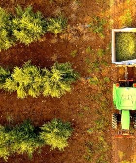 Aerial view of a green tractor collecting olives from trees in an orchard. - Olive Oil Times