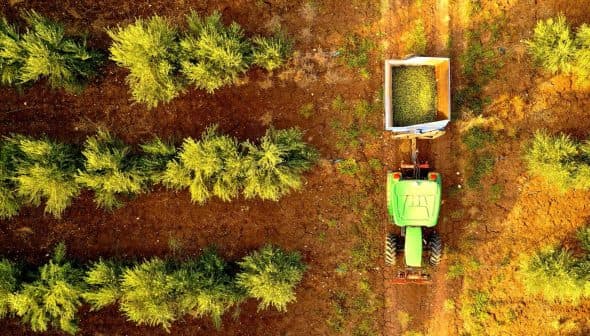 Aerial view of a green tractor collecting olives from trees in an orchard. - Olive Oil Times