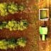 Aerial view of a green tractor collecting olives from trees in an orchard. - Olive Oil Times