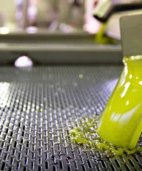 Freshly extracted olive oil flowing from a spout into a collection container during the production process. - Olive Oil Times