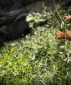 Hands collecting olives and leaves from a large pile on a black net during the olive harvesting process. - Olive Oil Times