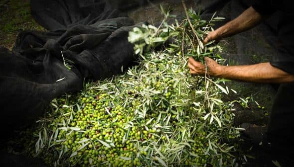 Hands collecting olives and leaves from a large pile on a black net during the olive harvesting process. - Olive Oil Times