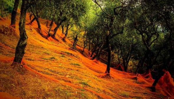 Olive trees in a grove with orange nets spread across the ground for harvesting olives. - Olive Oil Times