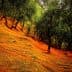 Olive trees in a grove with orange nets spread across the ground for harvesting olives. - Olive Oil Times