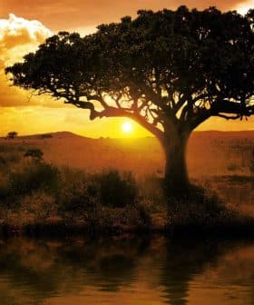 Silhouetted tree against a sunset with clouds and a reflective body of water. - Olive Oil Times