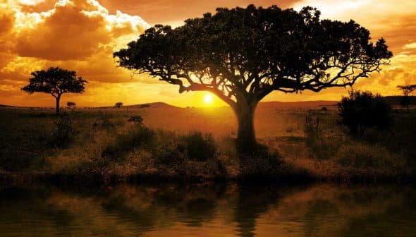 Silhouetted tree against a sunset with clouds and a reflective body of water. - Olive Oil Times