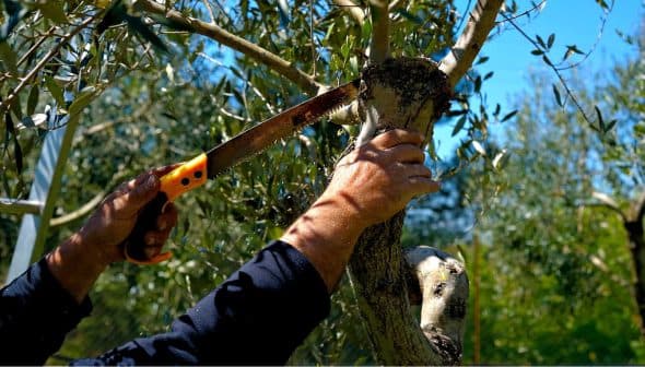Individual using a hand saw to prune an olive tree branch in a garden setting. - Olive Oil Times