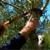 Individual using a hand saw to prune an olive tree branch in a garden setting. - Olive Oil Times