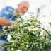 A man harvesting olives from a tree, focusing on the branches and fruit. - Olive Oil Times