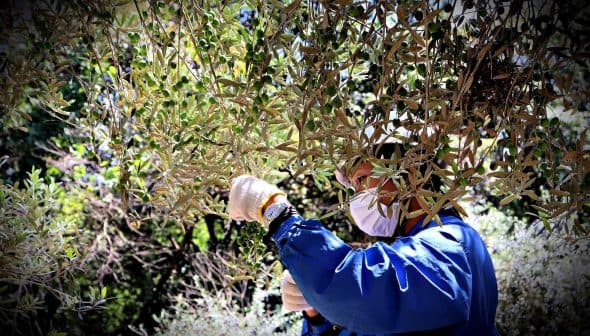 Individual wearing gloves and a mask harvesting olives from a tree in a garden setting. - Olive Oil Times