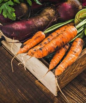 A wooden crate filled with various freshly harvested vegetables, including carrots, beets, and cucumbers. - Olive Oil Times
