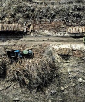 Aerial view of a logging operation showing trucks and stacked logs along a dirt road. - Olive Oil Times