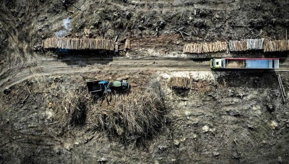 Aerial view of a logging operation showing trucks and stacked logs along a dirt road. - Olive Oil Times