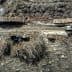 Aerial view of a logging operation showing trucks and stacked logs along a dirt road. - Olive Oil Times