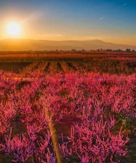Field of peach blossoms in vibrant pink hues under a sunset sky with mountains in the background. - Olive Oil Times