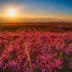 Field of peach blossoms in vibrant pink hues under a sunset sky with mountains in the background. - Olive Oil Times