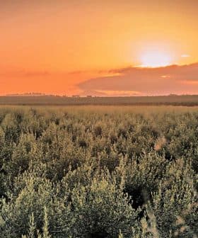 Olive trees in a field under a sunset sky with orange and yellow hues. - Olive Oil Times