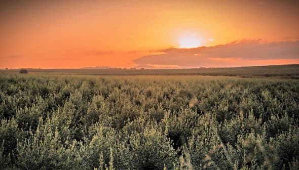 Olive trees in a field under a sunset sky with orange and yellow hues. - Olive Oil Times
