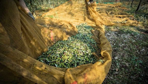 Olives collected in nets during the harvesting process in an olive grove. - Olive Oil Times