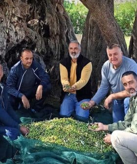 Five men sitting on the ground holding olives in their hands near an olive tree. - Olive Oil Times