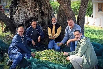 Five men sitting on the ground holding olives in their hands near an olive tree. - Olive Oil Times