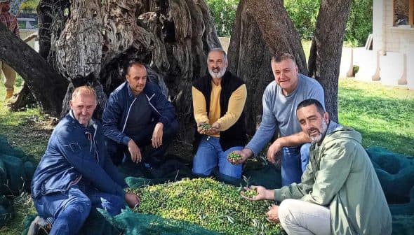 Five men sitting on the ground holding olives in their hands near an olive tree. - Olive Oil Times