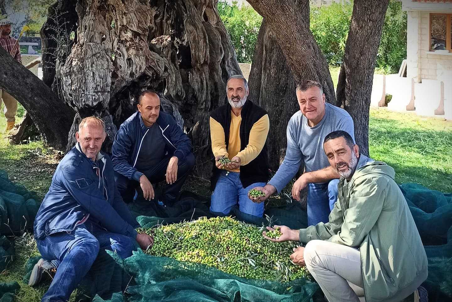 Five men sitting on the ground holding olives in their hands near an olive tree. - Olive Oil Times