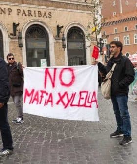 Demonstrators holding banners that read 'NO MAFIA XYELLA' during a protest in Puglia. - Olive Oil Times