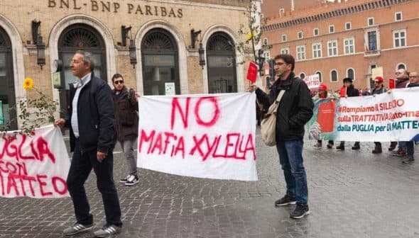 Demonstrators holding banners that read 'NO MAFIA XYELLA' during a protest in Puglia. - Olive Oil Times
