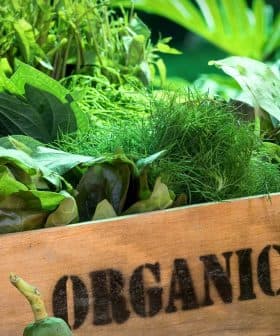 Wooden crate labeled 'Organic Farm' filled with various fresh greens and herbs. - Olive Oil Times