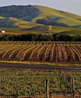 Vineyard rows with green hills in the background under clear skies. - Olive Oil Times