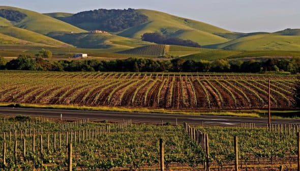 Vineyard rows with green hills in the background under clear skies. - Olive Oil Times