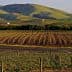 Vineyard rows with green hills in the background under clear skies. - Olive Oil Times