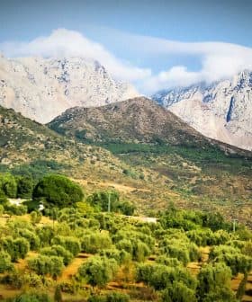 Olive trees in a grove with mountains and clouds in the background. - Olive Oil Times