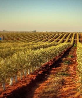A landscape view of an olive grove with rows of olive trees and a clear sky. - Olive Oil Times