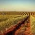 A landscape view of an olive grove with rows of olive trees and a clear sky. - Olive Oil Times