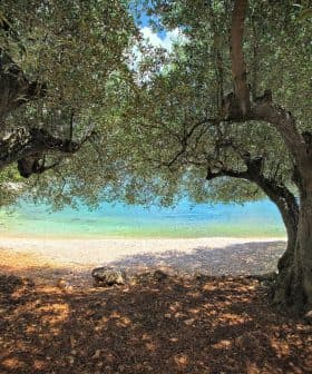 Two olive trees framing a view of a clear blue shoreline and water. - Olive Oil Times