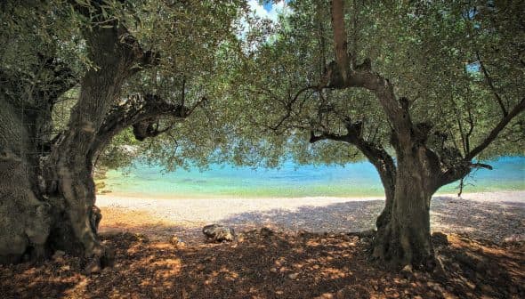 Two olive trees framing a view of a clear blue shoreline and water. - Olive Oil Times
