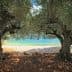 Two olive trees framing a view of a clear blue shoreline and water. - Olive Oil Times