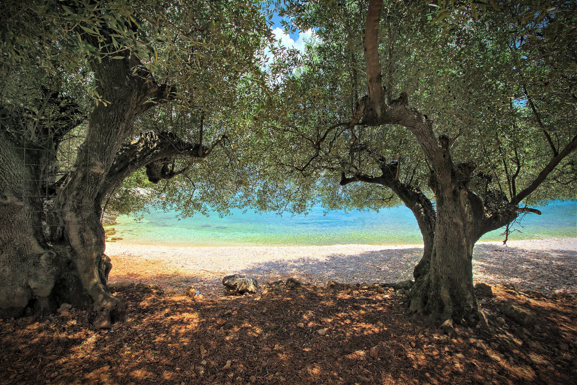 Two olive trees framing a view of a clear blue shoreline and water. - Olive Oil Times