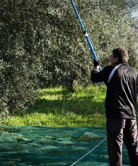 Man using a long pole to harvest olives from a tree in an olive grove. - Olive Oil Times