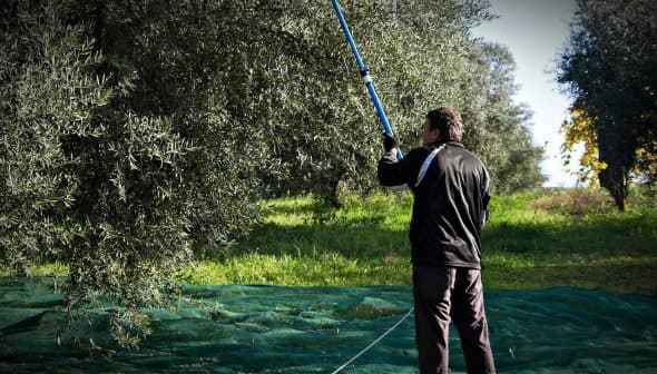 Man using a long pole to harvest olives from a tree in an olive grove. - Olive Oil Times