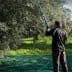 Man using a long pole to harvest olives from a tree in an olive grove. - Olive Oil Times