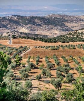 Aerial view of an olive grove with rows of olive trees on a hillside. - Olive Oil Times