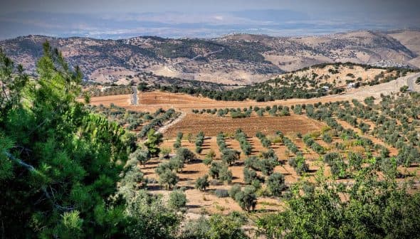 Aerial view of an olive grove with rows of olive trees on a hillside. - Olive Oil Times