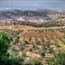 Aerial view of an olive grove with rows of olive trees on a hillside. - Olive Oil Times